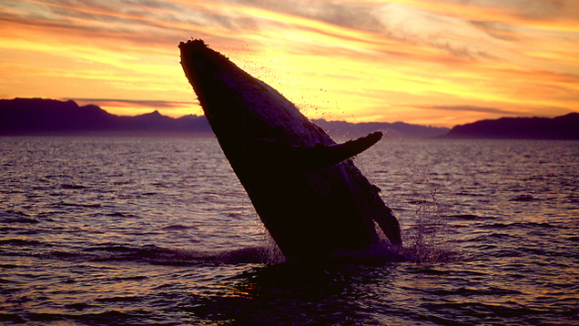 Illustration for article titled Spellbinding: We Asked Nature Photographers To Describe Their Most Memorable Shot
